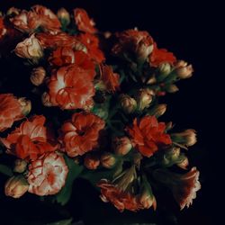 Close-up of wilted flowers against black background