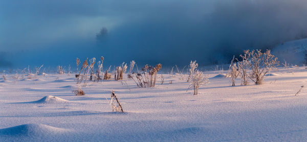 Winter field covered with snow and dry grass under direct sunlight