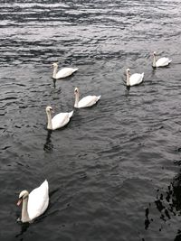 High angle view of swans swimming in lake