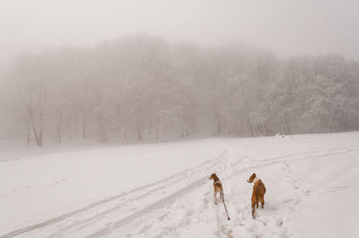 Dog on snow covered landscape against sky