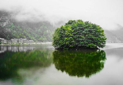 Tree by lake against sky