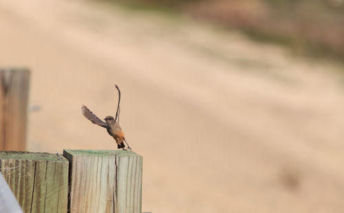 Close-up of bird perching on wooden post