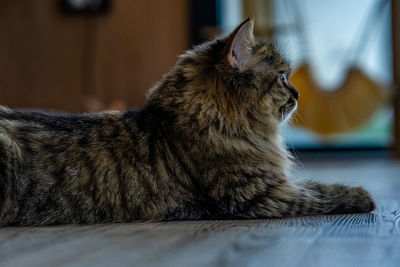 Cat sitting on floor at home