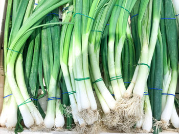 Photo of green onion background. healthy fresh food background