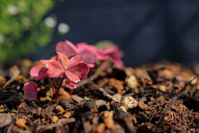 Close-up of pink flowering plant on field