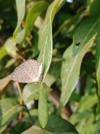 Close-up of butterfly on leaf