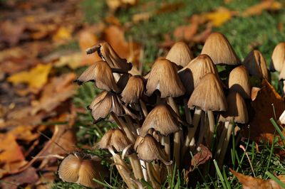 Close-up of mushroom growing on field