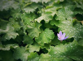 Close-up of wet plant