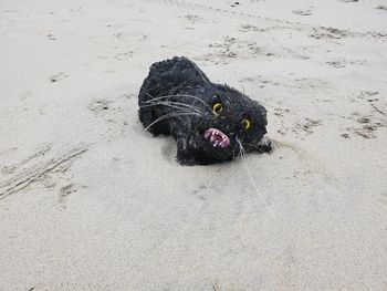 High angle view of toy cat on sand