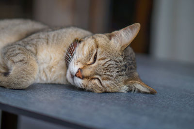 Close-up of cat lying on floor