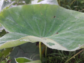Close-up of water drops on leaf