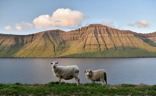 View of sheep on mountain against sky