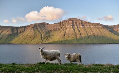 Sheep on mountain by lake against sky