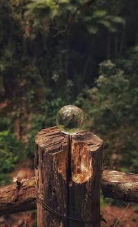 Lensball photography 