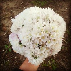 Close-up of white flowers blooming outdoors