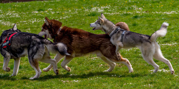 Two dogs running on grassy field