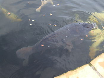 High angle view of turtle in water