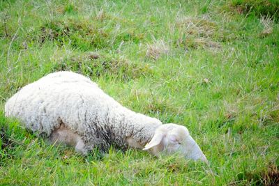 Dog relaxing on grassy field