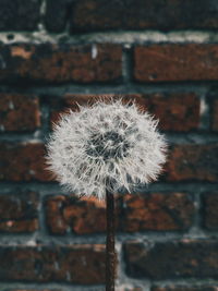 Close-up of dandelion on wall