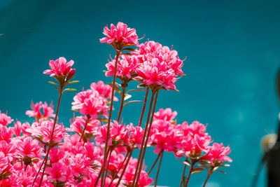 Close-up of pink flowers