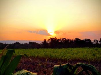 Scenic view of field against sky during sunset