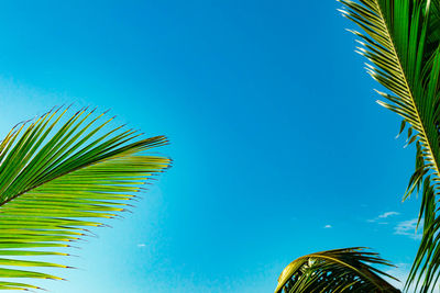 Low angle view of coconut palm tree against blue sky