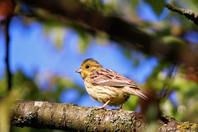 Close-up of bird perching on branch