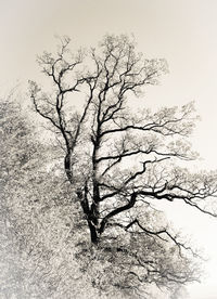 Close-up of bare tree against sky