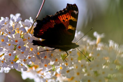 Close-up of butterfly pollinating on flower