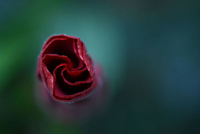 Close-up of rose blooming outdoors