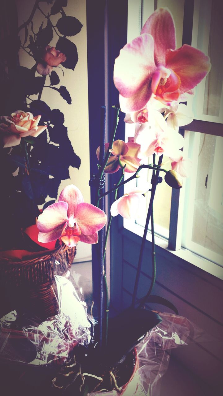 flower, indoors, vase, window, home interior, decoration, fragility, glass - material, petal, table, pink color, window sill, transparent, flower arrangement, close-up, potted plant, no people, freshness, plant, wall - building feature