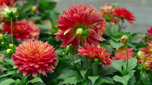 Close-up of red flowering plants