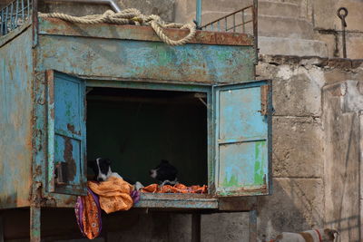 View of an animal on old abandoned building