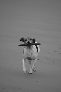 Close-up of dog standing on beach