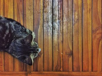Low section of person with cat on wooden floor
