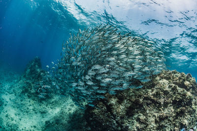 A school of bigeye trevally