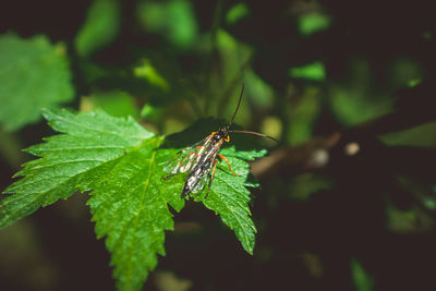 Close-up of insect on leaf