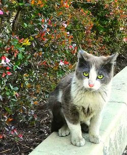 Portrait of cat on plant