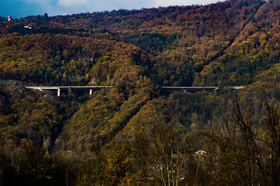 Scenic view of forest during autumn