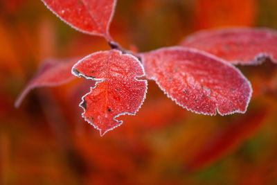 Close-up of red berries on plant during autumn