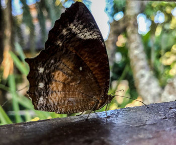 Close-up of butterfly on leaf
