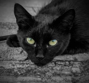 Close-up portrait of black cat