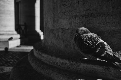 Close-up of pigeon perching