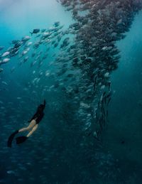 Fish swimming in sea