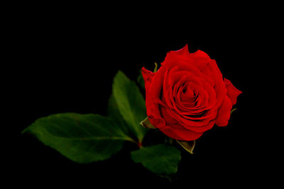 Close-up of red rose against black background