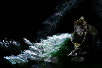Close-up of turtle in water