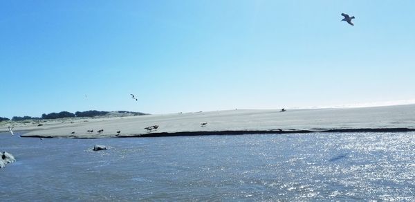 Seagulls flying over beach against clear blue sky