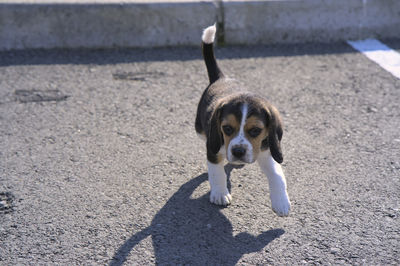 pet