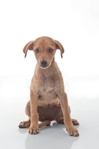 Portrait of puppy sitting against white background