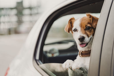 Portrait of dog in car